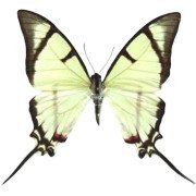 Mexican kite swallowtail
